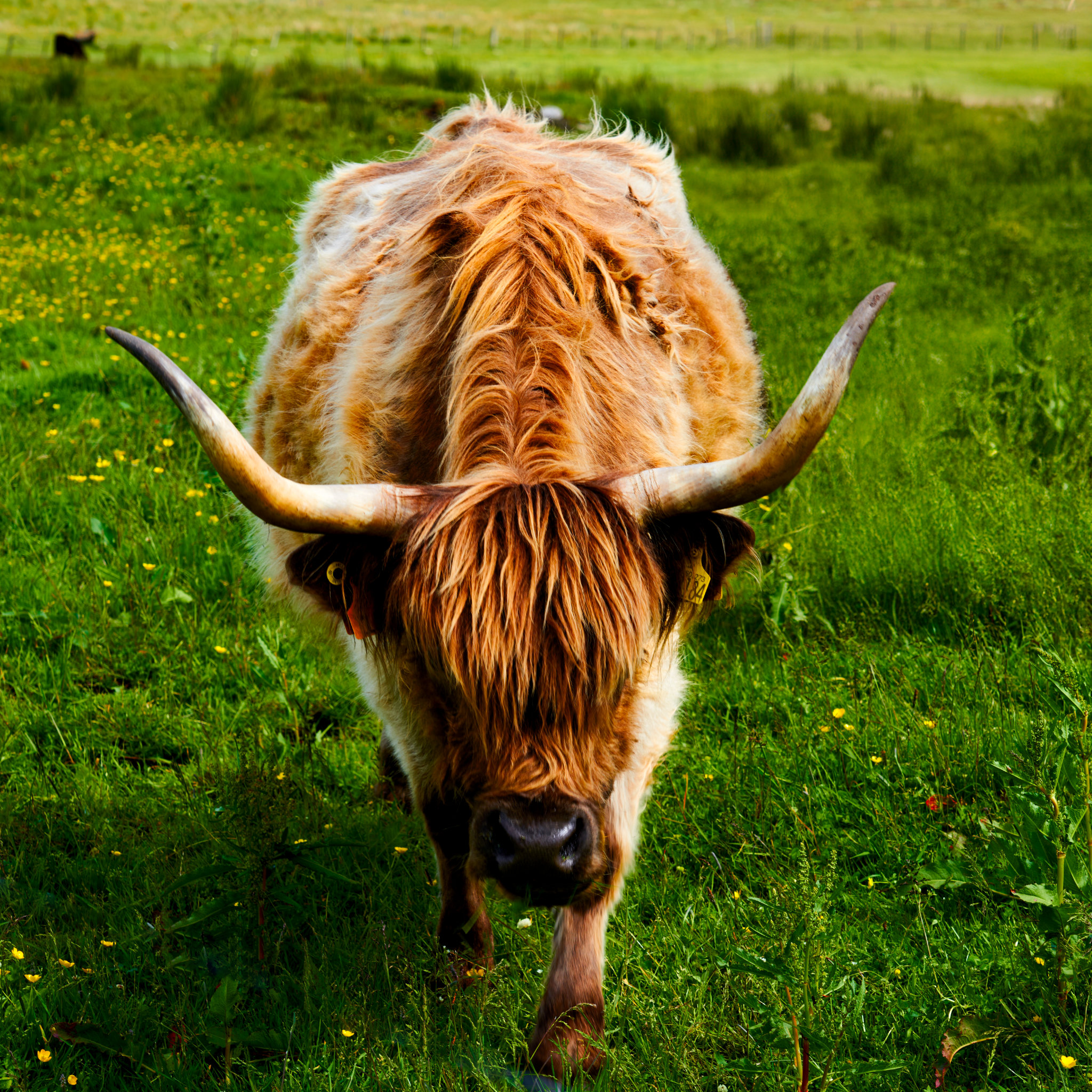 Highland Coo